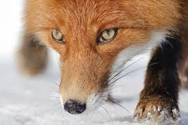 renard