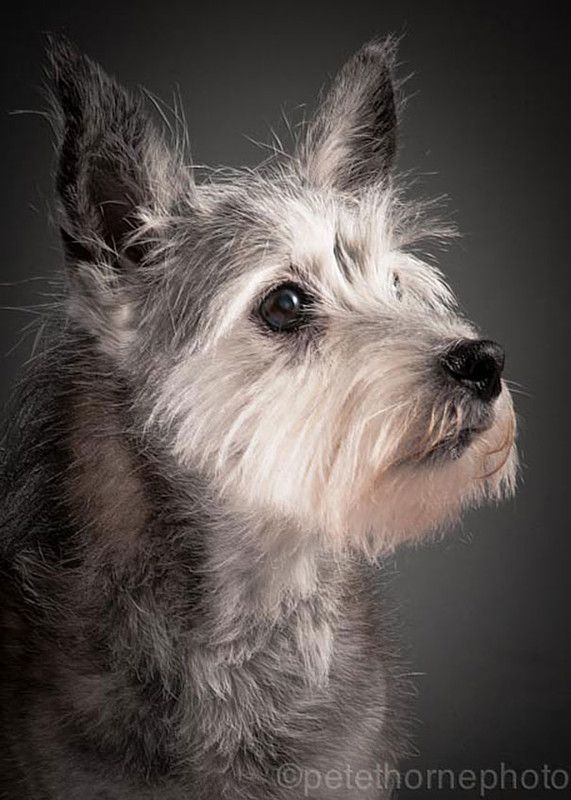 Ces magnifiques photos de chiens très âgés