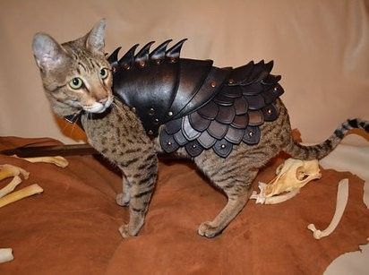 Des armures de combat pour vos chats, qu'en pensez-vous ?