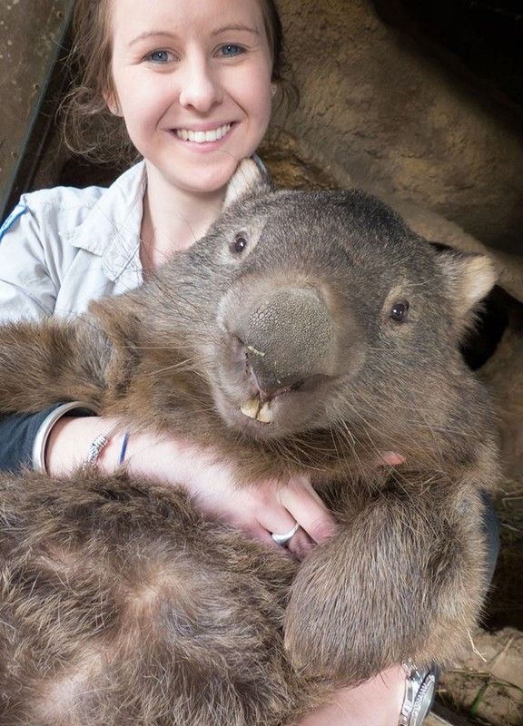 le plus vieux wombat du monde
