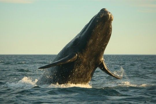 Le saut de la baleine dans la Péninsule Valdès