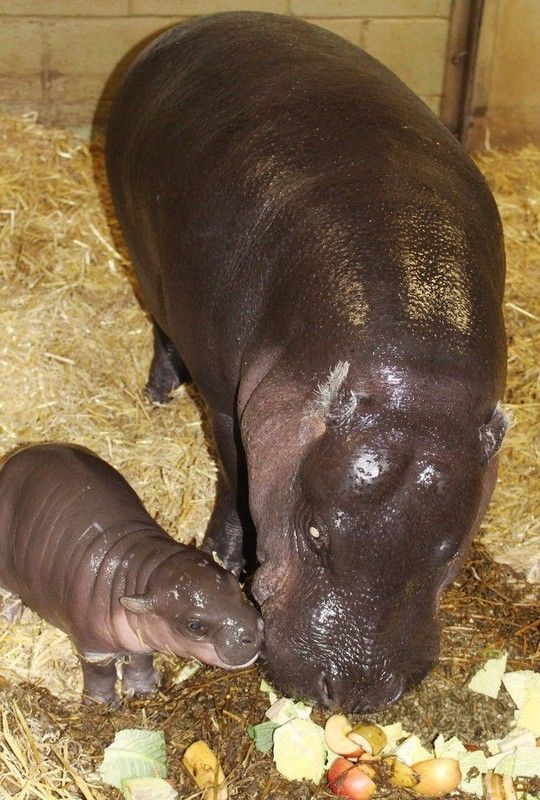 bébé hippopotame 