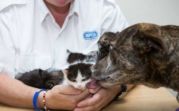 Une chienne sauve 5 chatons prisonniers d'un toit