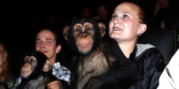 2 spectateurs américains ont emmené leurs chimpanzés voir