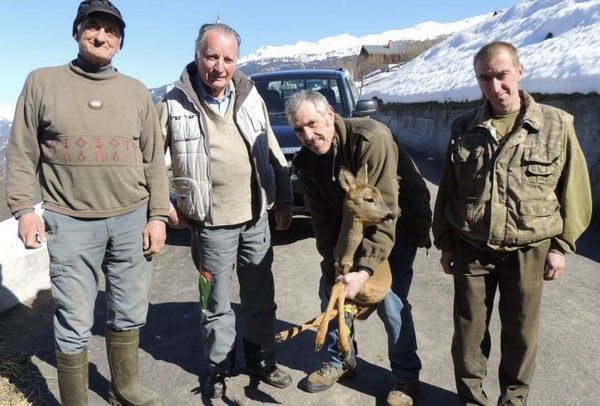 Un chevreuil blessé sauvé par des chasseurs