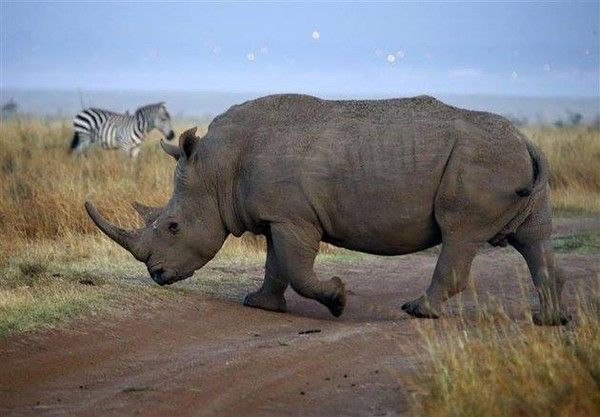 le droit de chasser un rhinocéros