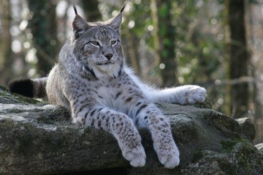 lynx