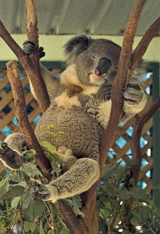 koala