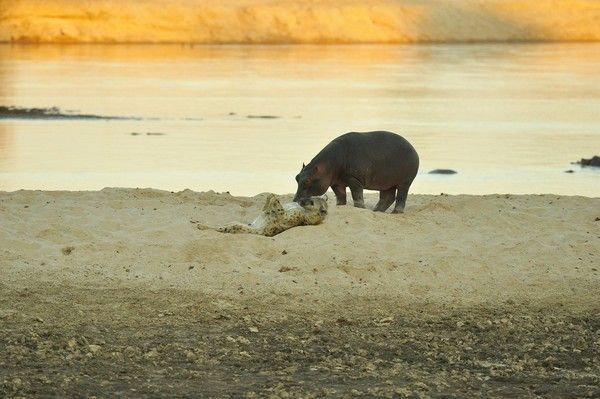  hyène et un hippopotame