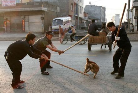  Un massacre de chiens annulé par les autorités chinoises