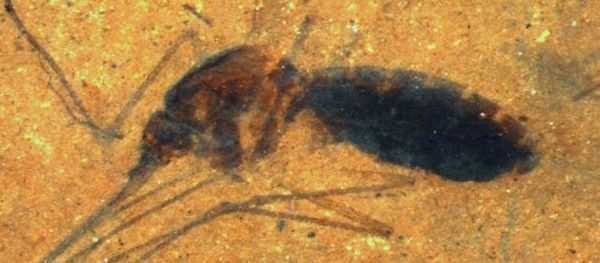 Un moustique vieux de 46 millions d'années