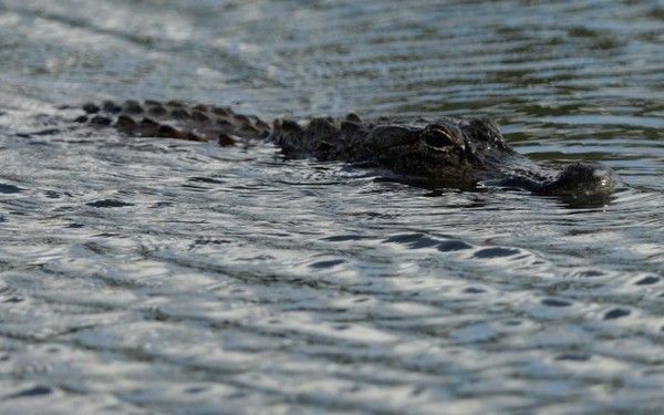 l'enfant happé par un alligator 