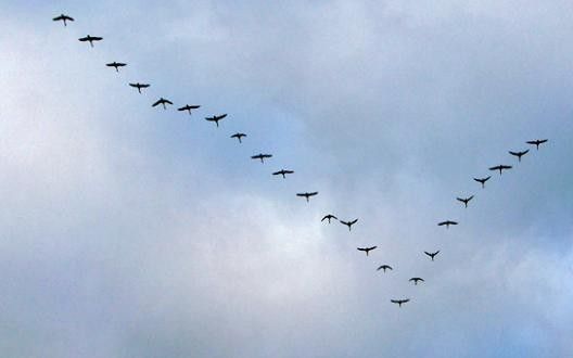 les oiseaux ne remontent pas assez vite 