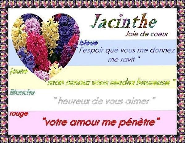 jacinthe
