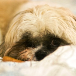 Un homme sauve un chien torturé et jeté à l’eau