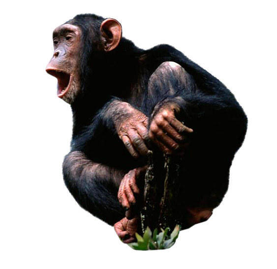 chimpanzée