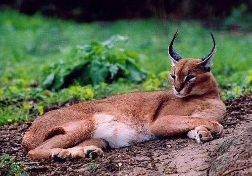 caracal