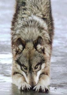 le loup