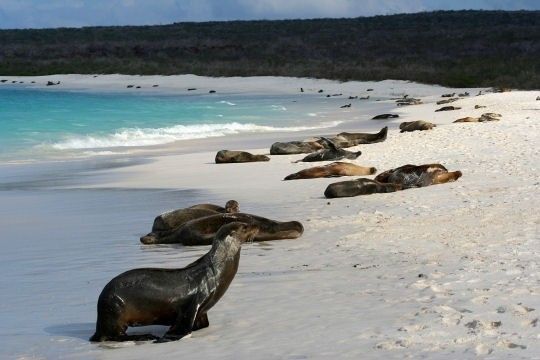 La faune exceptionnelle des îles Galápagos