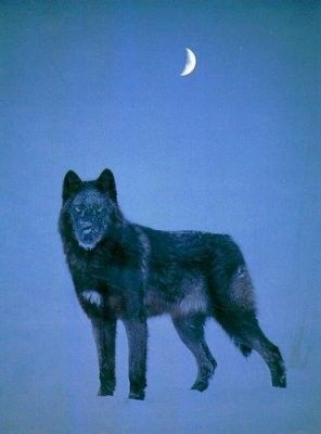 le loup