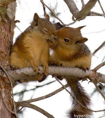 tendresse