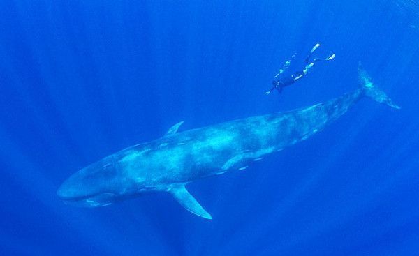 Baleine bleue - 30 m