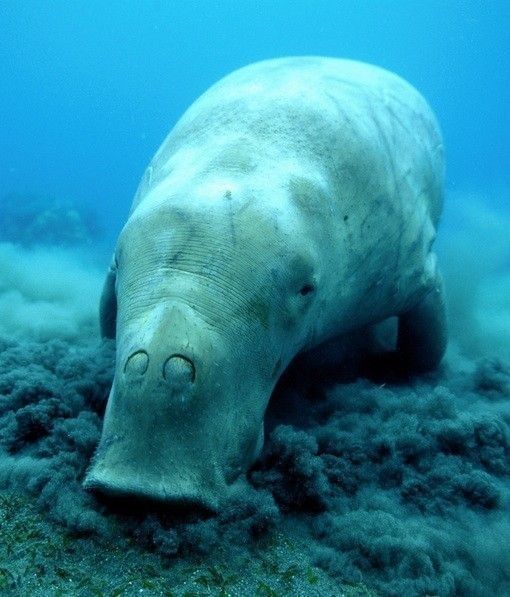 dugong 