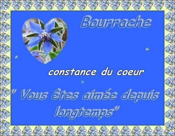 bourrache