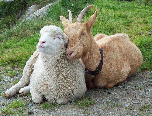 mouton et biquette