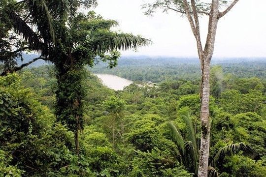 La plus grande forêt : l'Amazonie