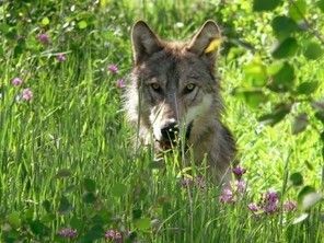Yellowstone : le retour du loup bénéfique 