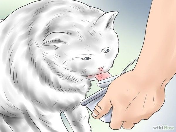 Comment traiter un chat empoisonné
