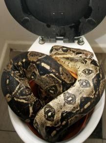 Un serpent caché dans les toilettes 
