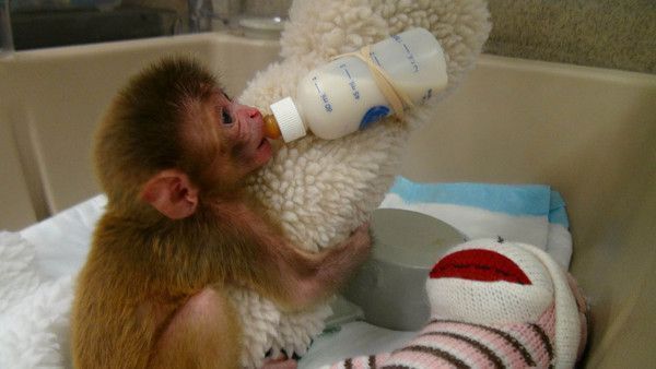 prendre des mesures pour bébés singes