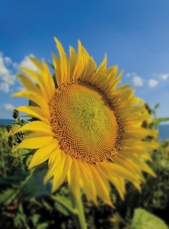 tournesol