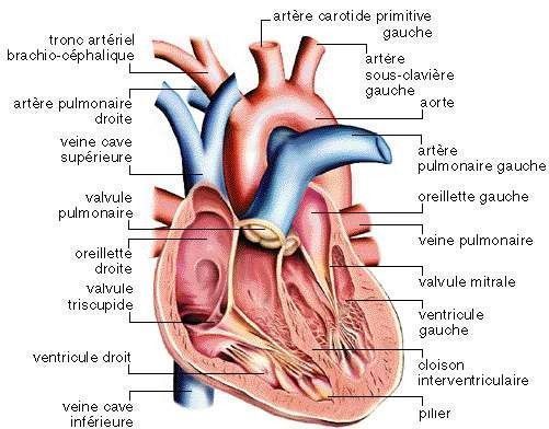 coeur