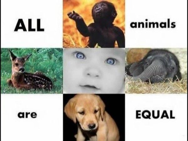 animaux