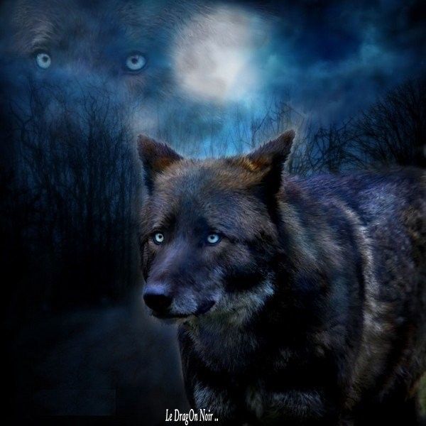 le loup