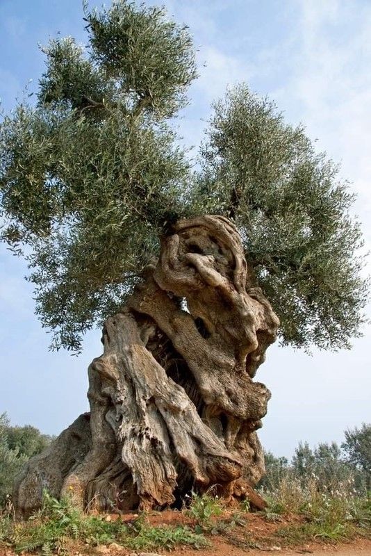 l'olivier 