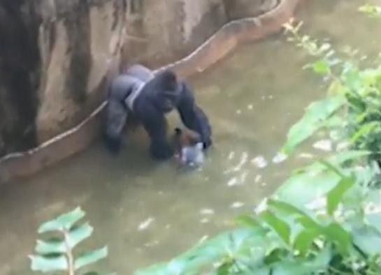 un enfant tombe dans l'enclos d'un gorille
