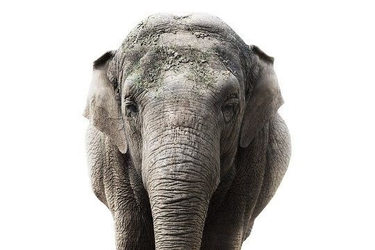 elephant