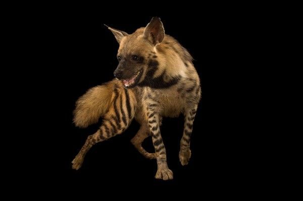hyènes 