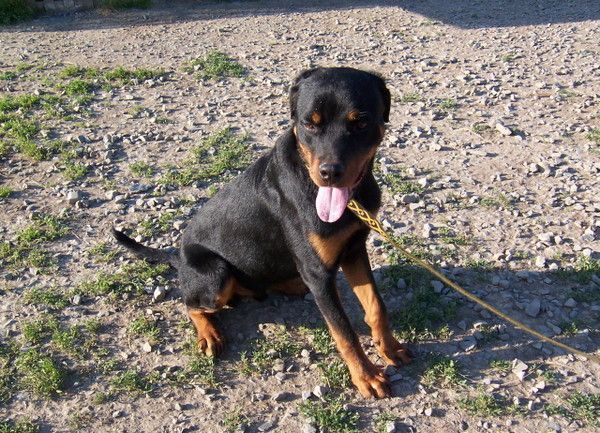 un chien meurt électrocuté 