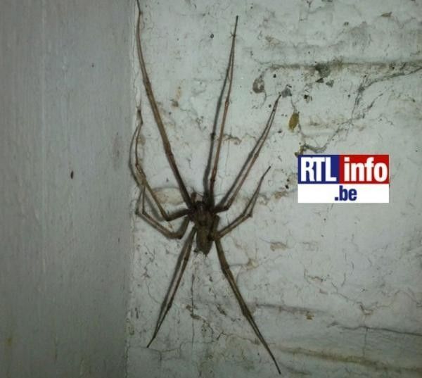 Cette horrible araignée géante a été découverte