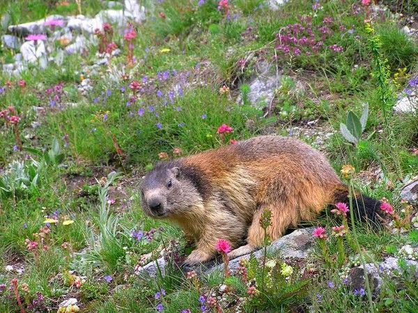 marmotte