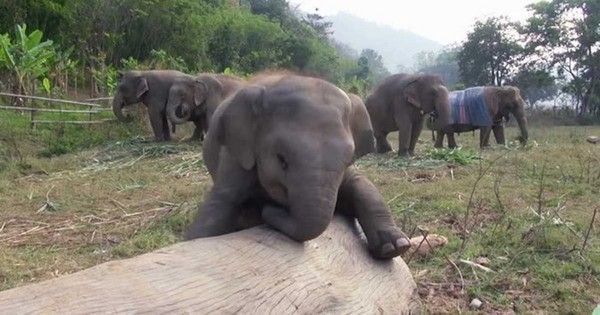  bébé éléphant découvre la caméra 
