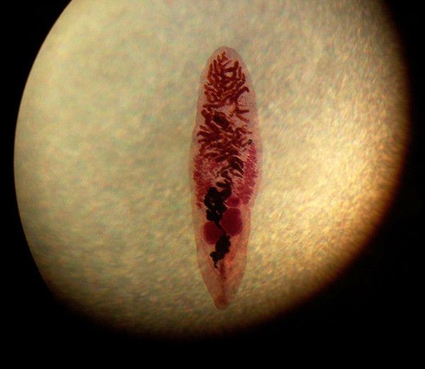 Le ver Dicrocoelium dendriticum