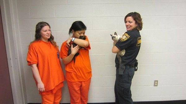 Des chatons en prison :