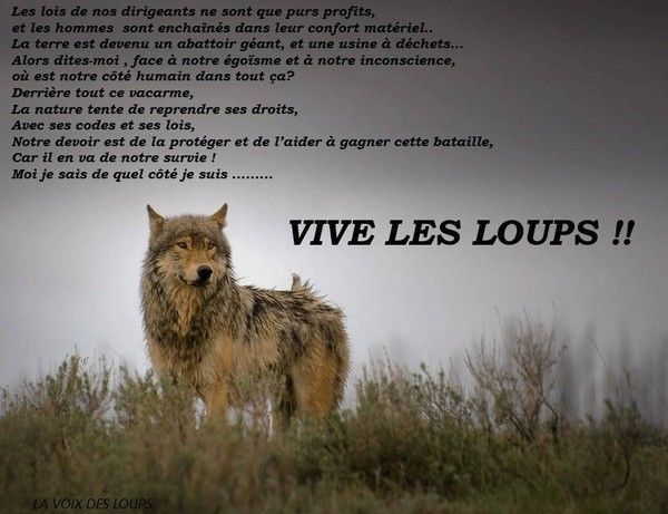 loup