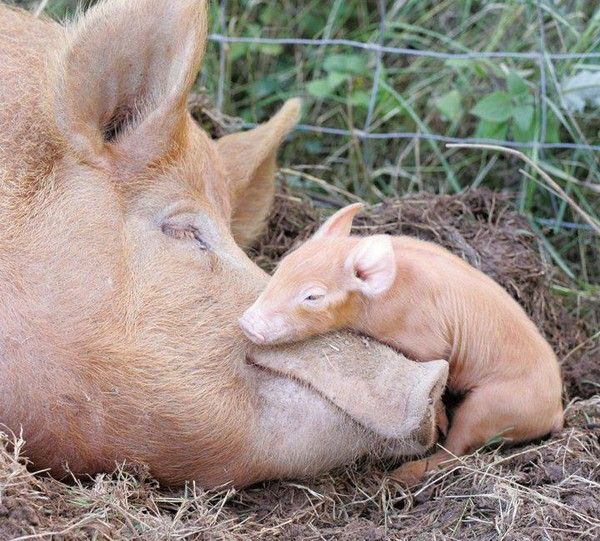 tendresse